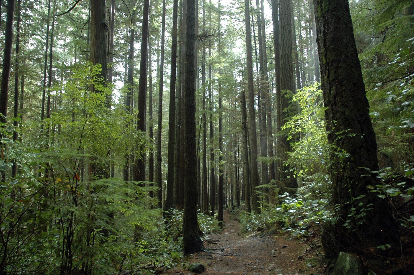 West Coast Forests